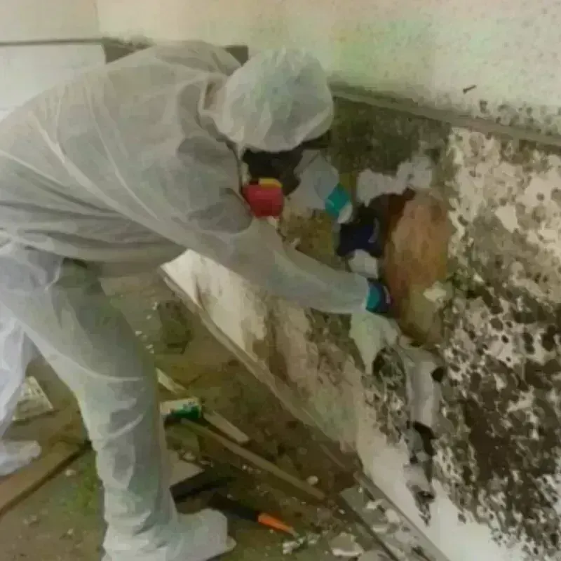 Mold Remediation and Removal in Blanco County, TX